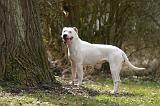 DOGUE ARGENTIN 461